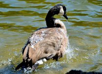 9th Aug 2015 064.JPG