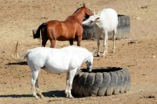 9th Aug 2015 076.JPG