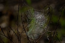 9th Aug 2015 003.JPG