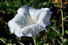 9th Aug 2015 004.JPG