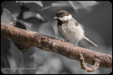 DAH_6173-2.jpg