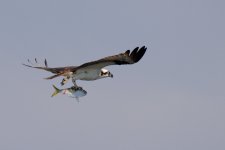 DSC_4778_DxO.jpg