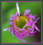 Purple Flower at Spirit Lake 8-8-15.jpg