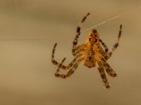 20150808-Spider.jpg