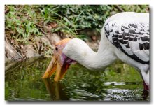 eating-zoo (2).jpg