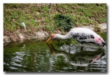 eating-zoo (3).jpg