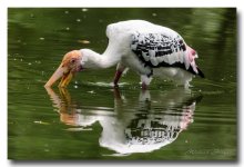 eating-zoo (5).jpg