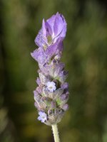 Lavander.jpg