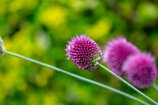 DSC_4419.jpg