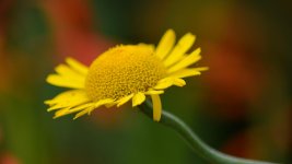 D0034 (35).jpg