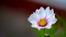 DSC_4414.jpg