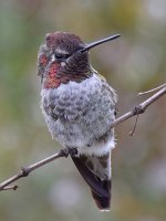 Hummer7.jpg