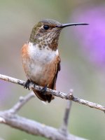 Hummer.jpg
