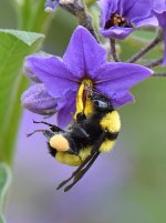 Bee2.jpg