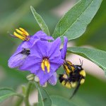 Bee3.jpg