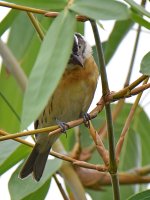 Grosbeak.jpg
