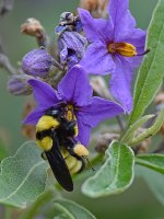 Bee.jpg