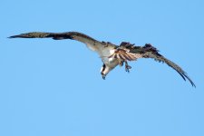DiveOsprey-1.jpg