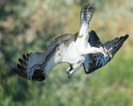 DiveOsprey-2.jpg
