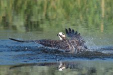 DiveOsprey-4.jpg