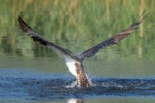 DiveOsprey-5.jpg