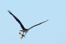 DiveOsprey-6.jpg
