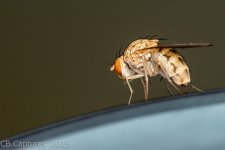 Macro-0989.jpg