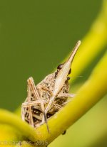 Macro-1013.jpg