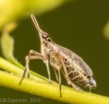 Macro-1015.jpg
