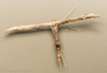 Moths-0974.jpg