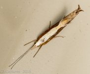 Moths-0975.jpg