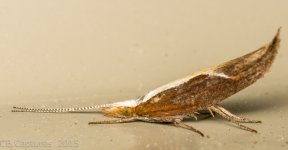 Moths-0977.jpg