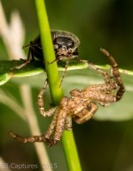 Spiders-1055.jpg