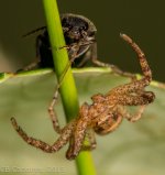 Spiders-1057.jpg