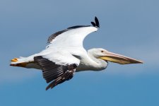JellycanFly-1.jpg