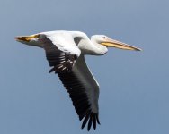 JellycanFly-2.jpg