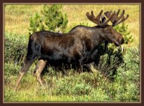 Moose Posing 8-8-15.jpg