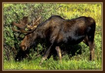 Smiling Moose 8-8-15.jpg