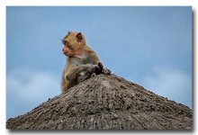 monkey-car (1).jpg