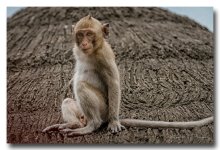 monkey-car (2).jpg