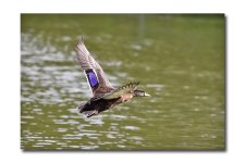 DSC_1009.jpg