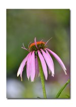 DSC_1065.jpg