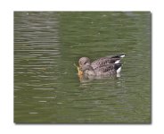DSC_1012.jpg