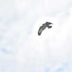 Hawk.jpg