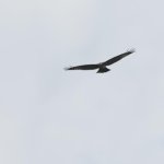 Hawk2.jpg