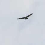 Hawk3.jpg