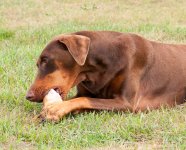 Pets-0879.jpg