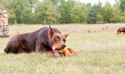 Pets-0881.jpg