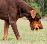 Pets-0887.jpg