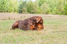Pets-0896.jpg